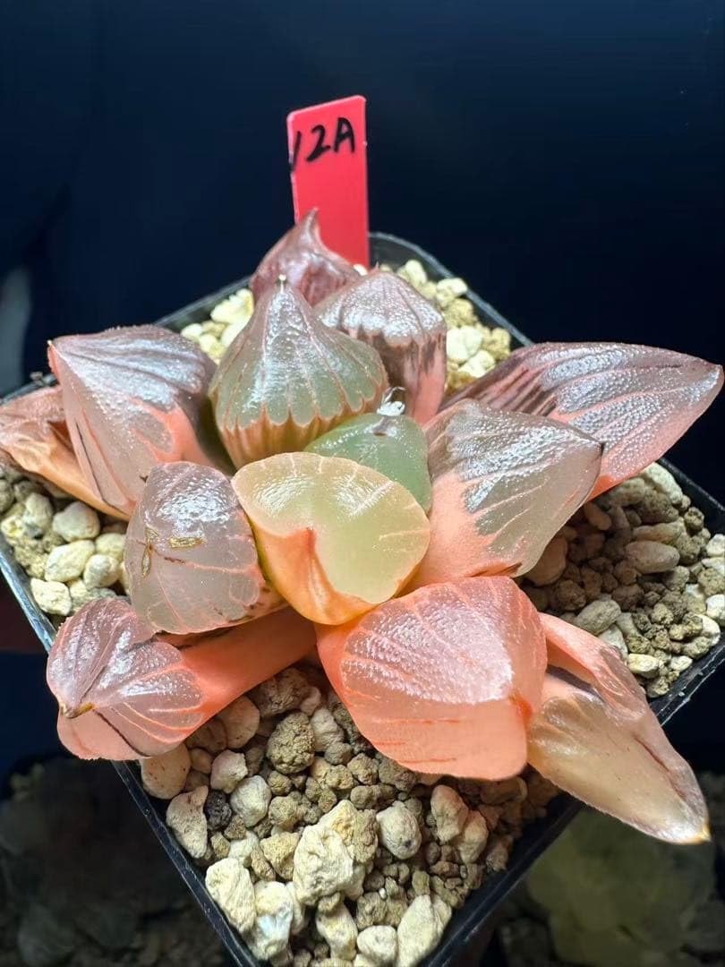 多肉植物 ハオルチア 鐘乳石錦 Amazon.co.jp: 12a 多肉植物 ハオルチア 鍾乳石錦 自家繁殖 鉢植え