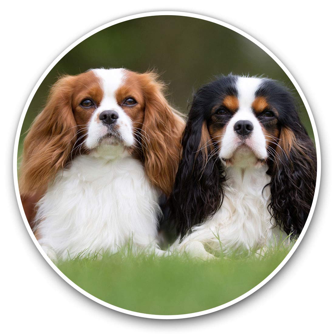 Destination Vinyl Ltd Multi Vinyl Stickers (Set Of 2) 7.5Cm - Cavalier King Charles Spaniel Dog #15816