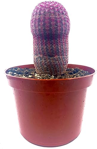 Cactus Arco Iris Grande de 4"-6" Echinocereus rigidissimus-Rojo Rosa, Cactus VivoPlanta Suculenta. Tolerado a la sequía, fácil de cultivar.