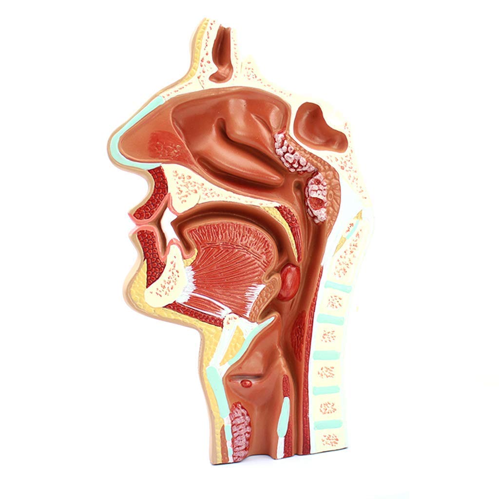 Model dydaktyczny, model jamy nosowej, model anatomii człowieka, model ludzkiej jamy nosowej w skali 1:1 Rozmiar anatomiczny Patologia nosogardzieli Model ENT Narzędzia dydaktyczne Anatomia Biologia