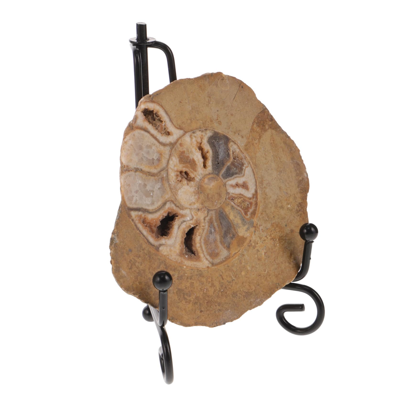 PartyKindom Ammonite Decorate Ammonite Model Ammonite Specimen Ammonite Decor for Ammonite Ornament Ammonite Decor for Table Ammonite Decor for Collection Ammonite Decoration