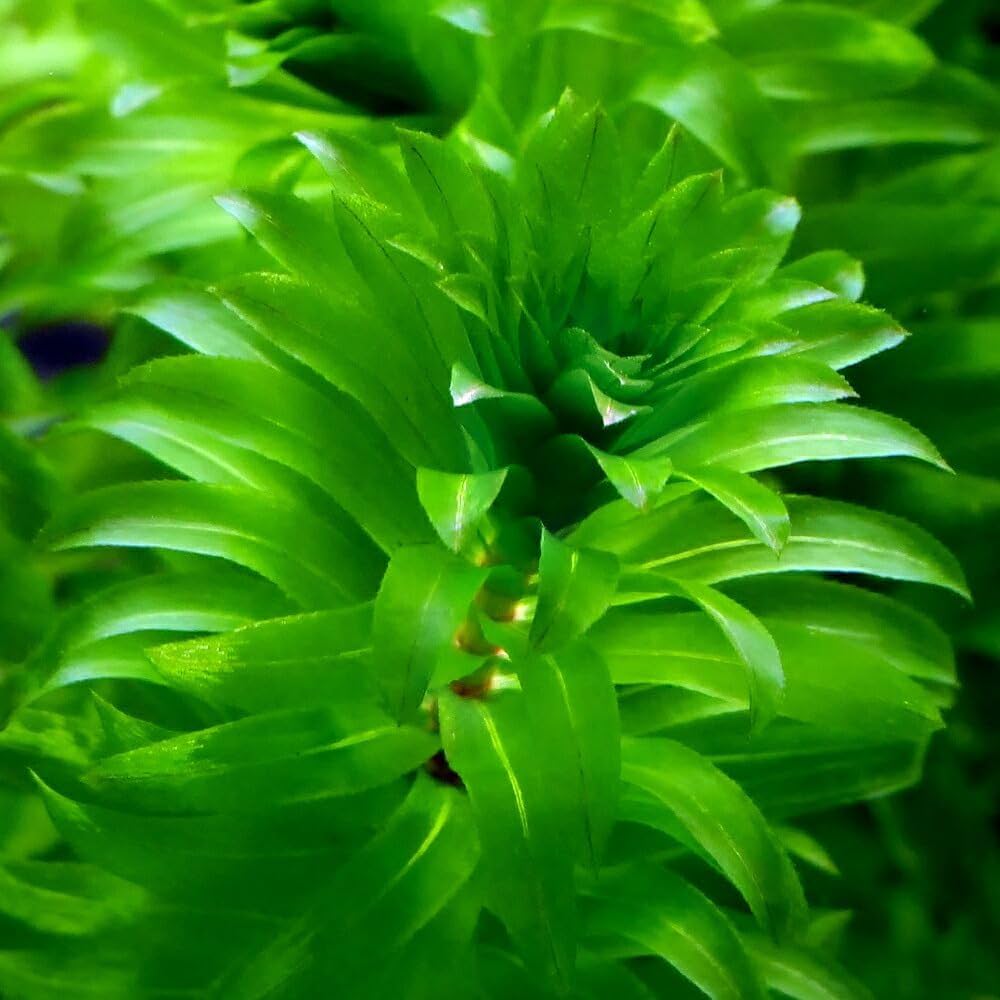 〇穂先付き無農薬アナカリス20本20cm位オオカナダモ 水草 メダカ金魚エビ 穂先付き無農薬アナカリス【100本】20cm位オオカナダモ 水草