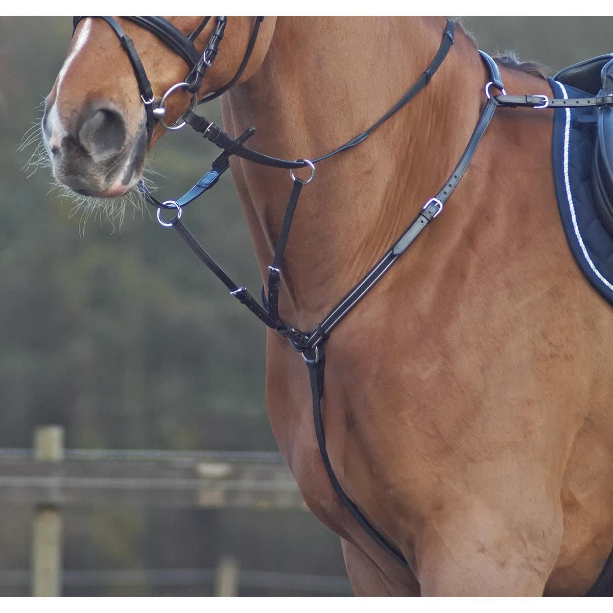Amazon.co.jp: 乗馬用品 ベーシック 胸ガイ フルサイズ 乗馬 馬具 