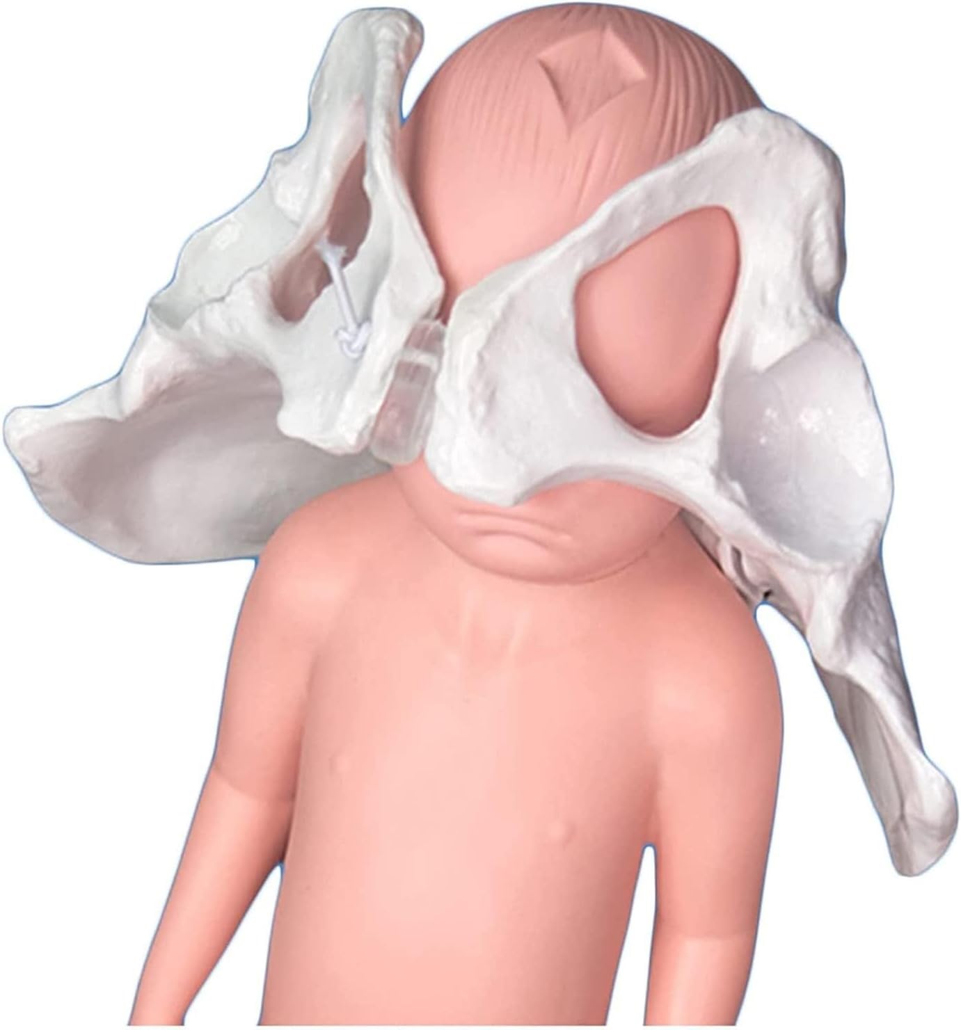 Model miednicy przedstawiający poród naturalnej wielkości, model miednicy kobiety w ciąży, spojenie noworodka i miednicy-łonowe, anatomiczny manekin do symulatora porodu do wyświetlania w badaniach.