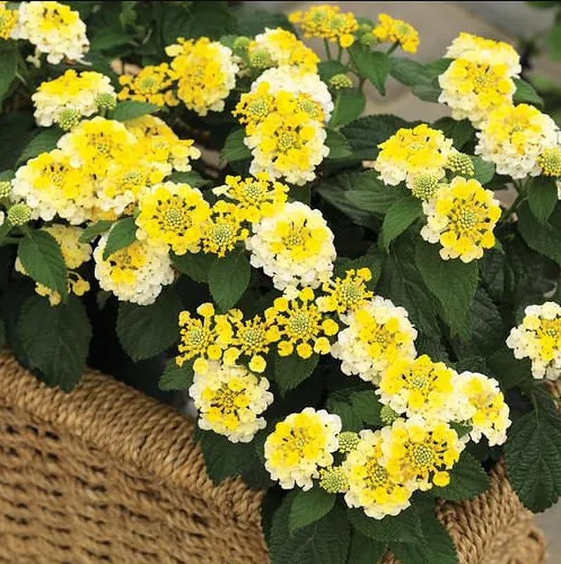 YOKEBOM Yellow Lantana