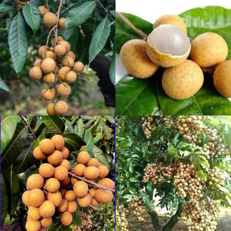 Generic Longan Plant Dwarf Grafted 1 Live Plant Pack of 1 - Image 1