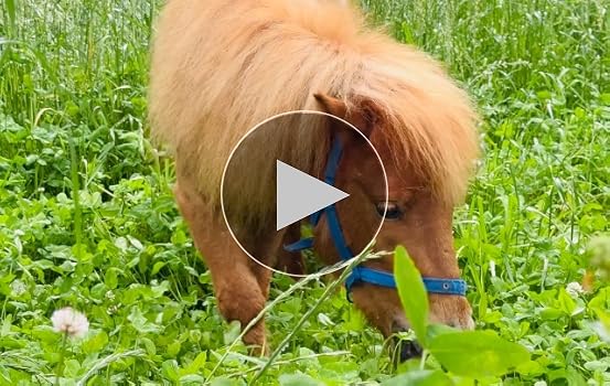 トゥラウゴット・シース　山の牧草地　図録・レゾネより　額付 トゥラウゴット・シース 山の牧草地 図録・レゾネより 額付