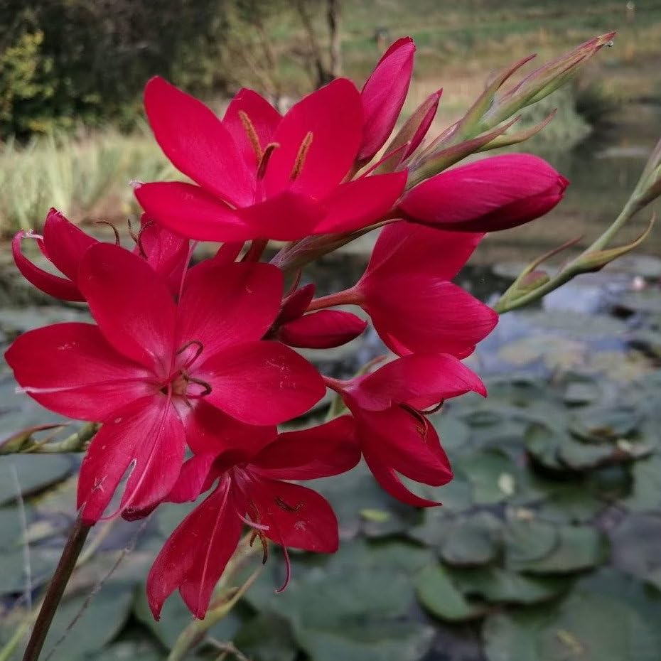 Plant World Seeds - Schizostylis Coccinea 'Lipstick' Seeds (Exotic Flower Seeds)