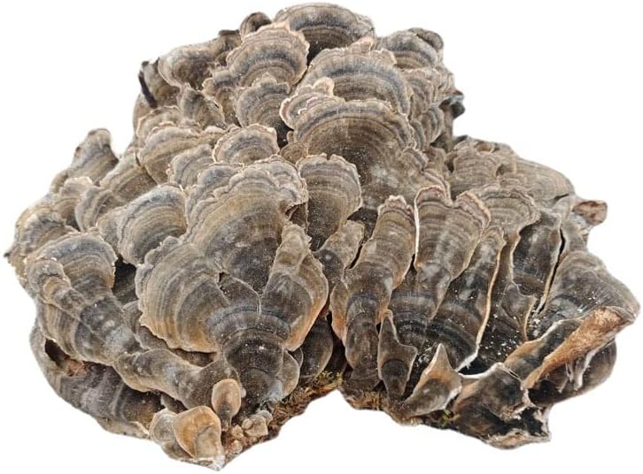 Miniatura 2 de Changbai Mountain Wild Trametes versicolorCORIOLUSTrametes 35.3 Oz.