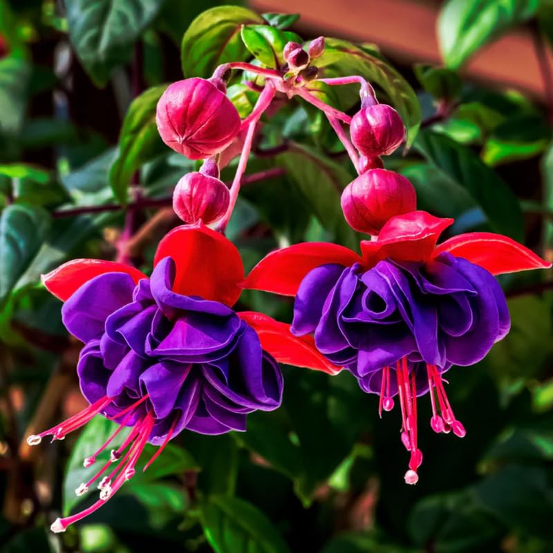 Blue Fuchsia Plant Live in 5-Inch Pot, Hanging Basket Flower, Hardy Fuchsia Vine for Shade Gardens, USDA Zones 8-11