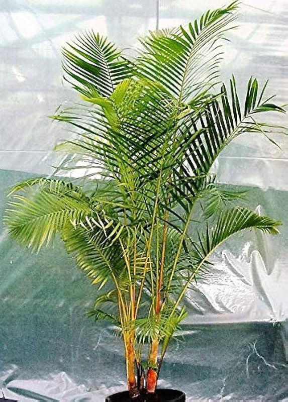 Areca Palm Indoor Plants for Living Room | Live Plants | Plants for Home | Air purifier plants | Plants for Home Decor Pack Of 1 (B0CV8NZHBY) Amazon Price History, Amazon Price Tracker