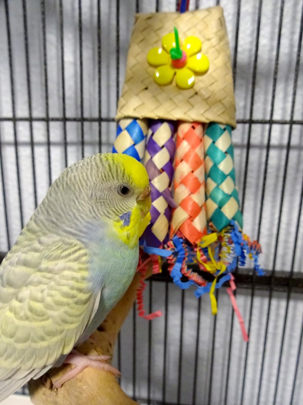 Super Bird Creations Rakieta kieszonkowa zabawka dla ptaków