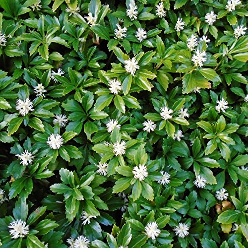 Bodendecker Japanischer Ysander von Dominik Blumen und Pflanzen
