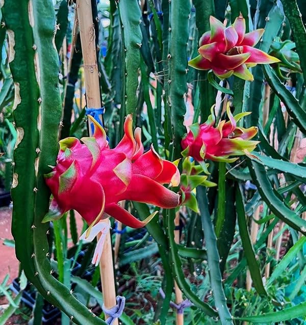 Pitahaya Púrpura 2kg Fruta Fresca Producción Local Castellón España Pitaya Rosa Fruta del Dragón