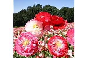 Fall Seeds for Planting Outdoors: 5000+ Non-GMO Shirley Mixed Poppy Flower Seeds for Outdoors