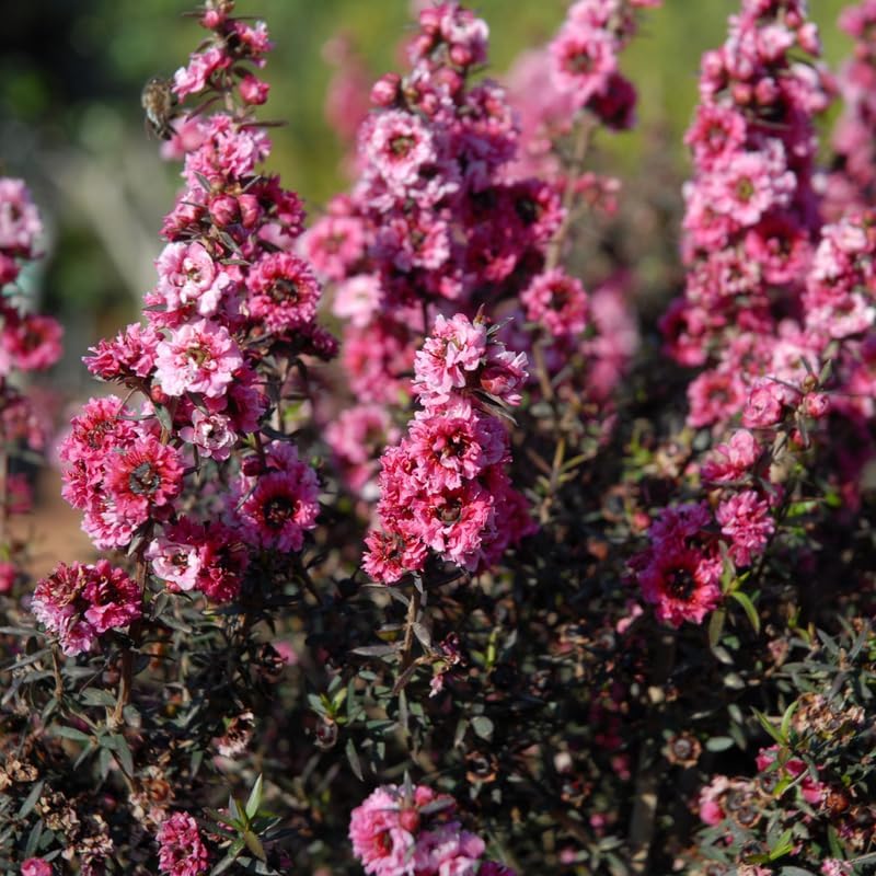 Pink Manuka Tea Plants, 4 to 6 Inch Tall Leptospermum Flowers Live Plants, Well Rooted, Without Pot for Planting Outdoor Garden