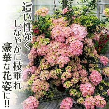 アジサイ ラグランジアン　オーロランジュ苗 山葡萄小苗木セット 61OhSSLjpCL._UF350,350_QL80_.jpg