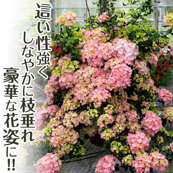 アジサイ ラグランジアン　オーロランジュ苗 山葡萄小苗木セット アジサイ ラグランジア オーロランジュ 山葡萄苗木セット