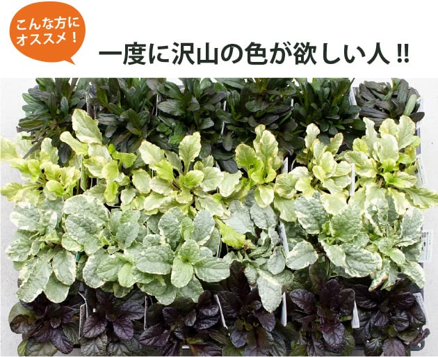 Amazon.co.jp: アジュガ苗 28個 3号ポット 品種ミックス 市場直送