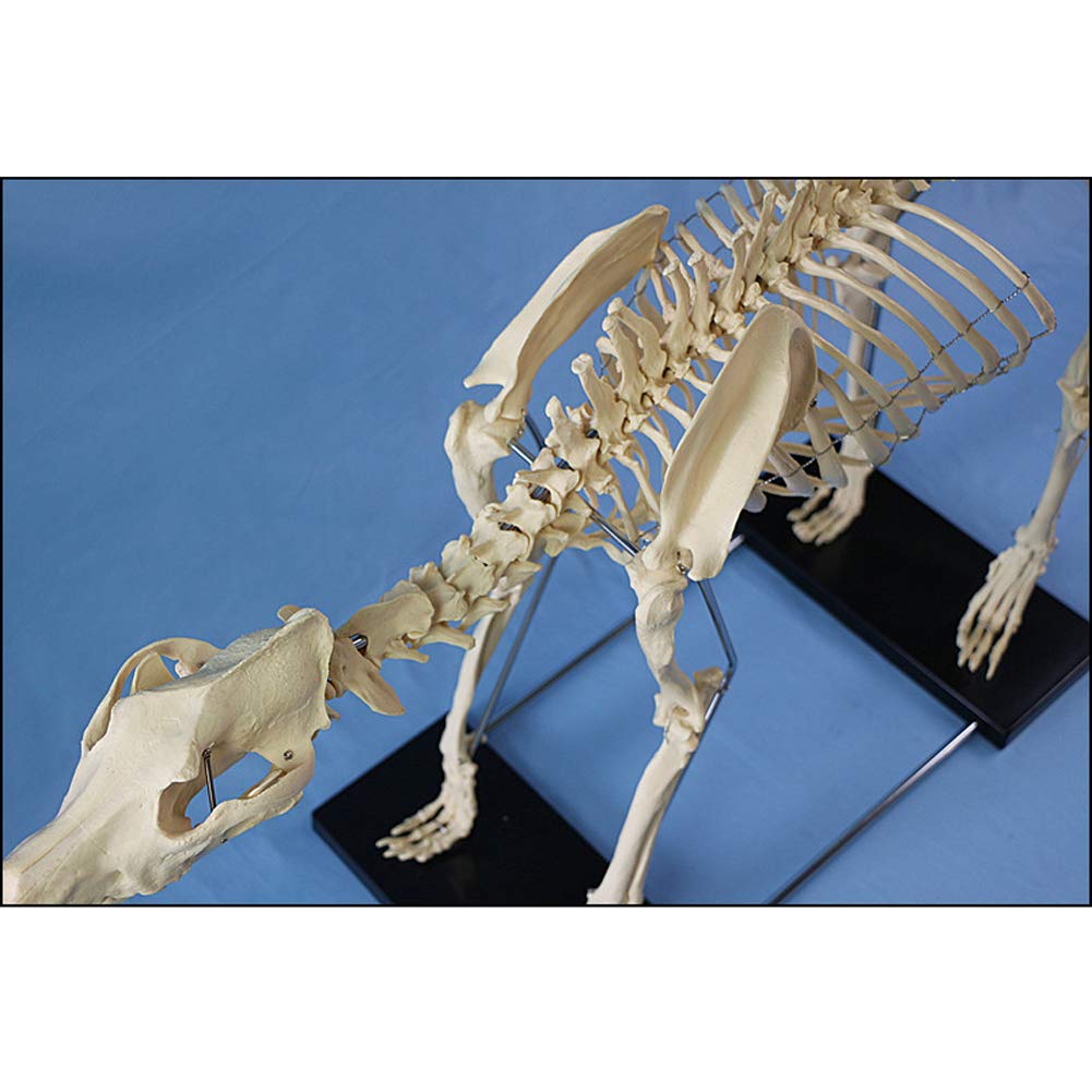 Amazon.co.jp: 特大犬の骨格標本モデル動物解剖学教育モデルは、解剖学