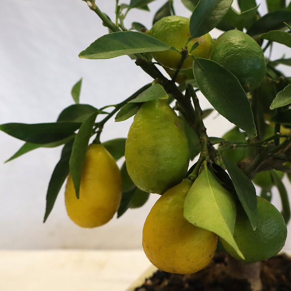 KENTIS - Bonsai di Limequat - Citrus Floridana - Pianta da Frutto Vera da Esterno - Giardino Balcone Terrazzo - H 28/38 cm Vaso in Ceramica 21 cm