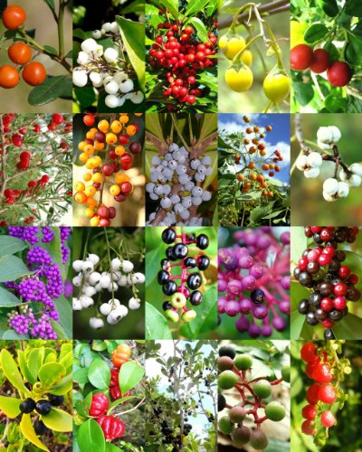 Florida Native Berries Mix, Sold By EXOTIC CACTUS Exotic Wild Berry Rare Fruit Wood Seed 50 Seeds Package