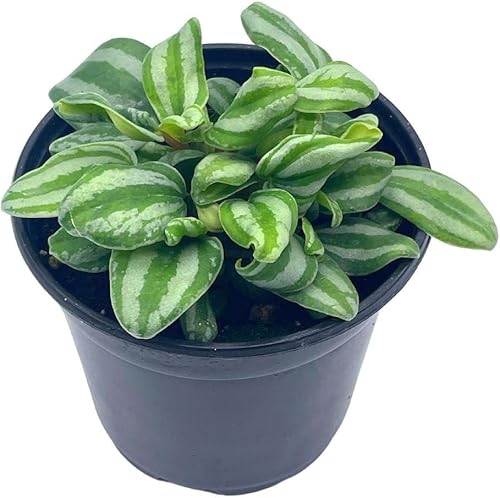 BubbleBlooms Peperomia Mini Sandía, 4 pulgadas de diámetro