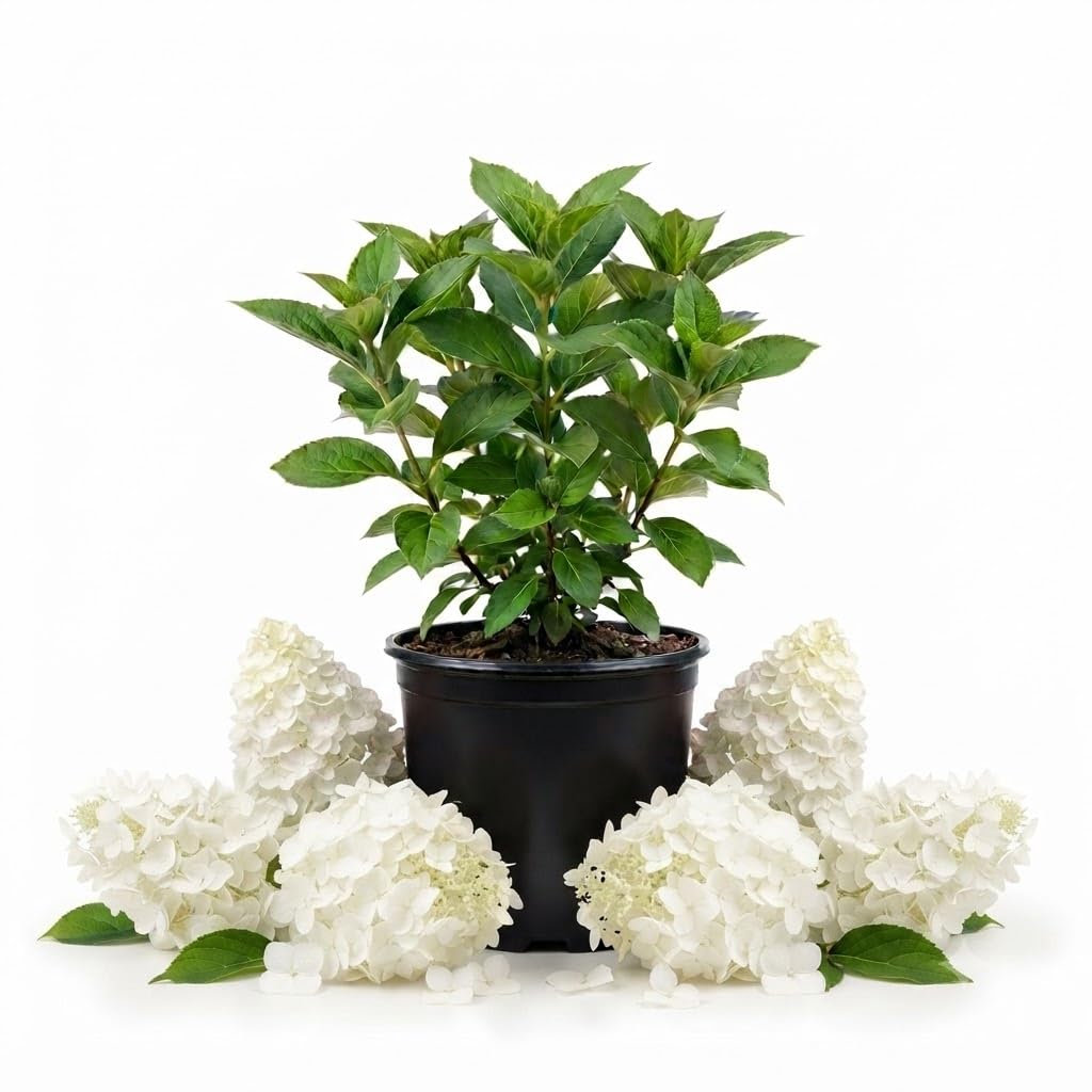White Hydrangea Plant Live Garden Shrub