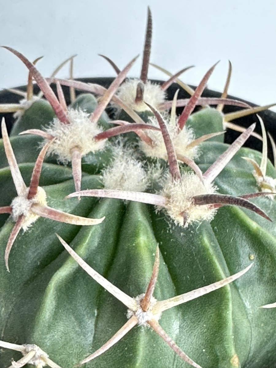 Amazon.co.jp: Echinocactus texensis エキノカクタス 綾波