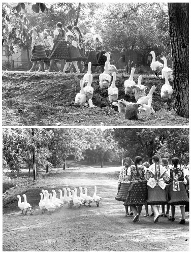 Sequentially yours, Elliott Erwitt. Ediz