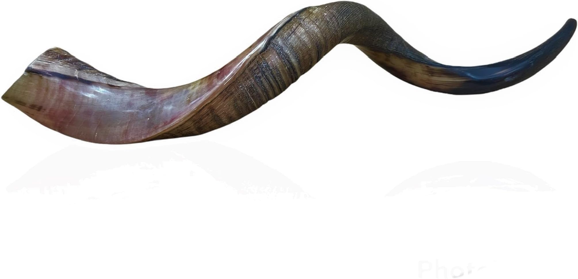 22"-24" Half Polished Half Natural Kudu Horn Shofar Kosher Israel Tradition