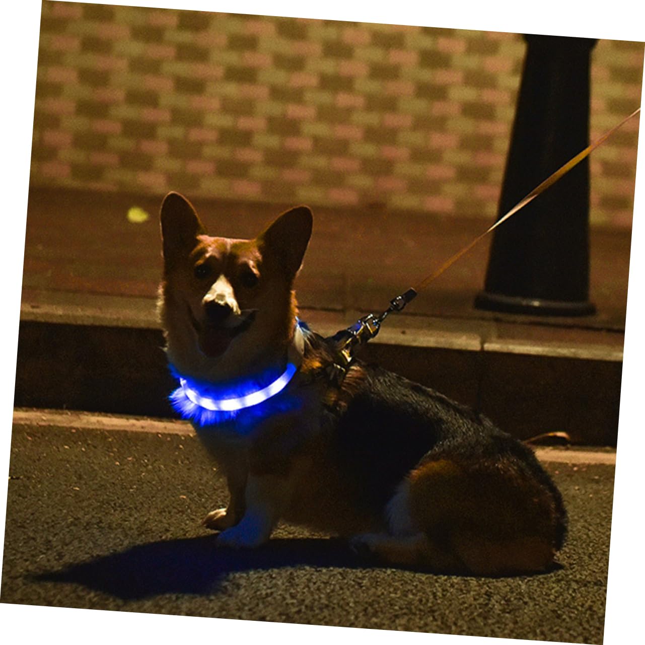 Beavorty 2juegos Collar Led Luminoso para USB Recargable Collar De De Prueba De Agua para Paseos y Seguridad De Mascota