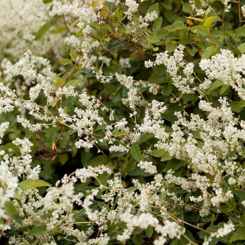 Fallopia Baldschuanica Russian Vine Climbing Plant - Fast Gr