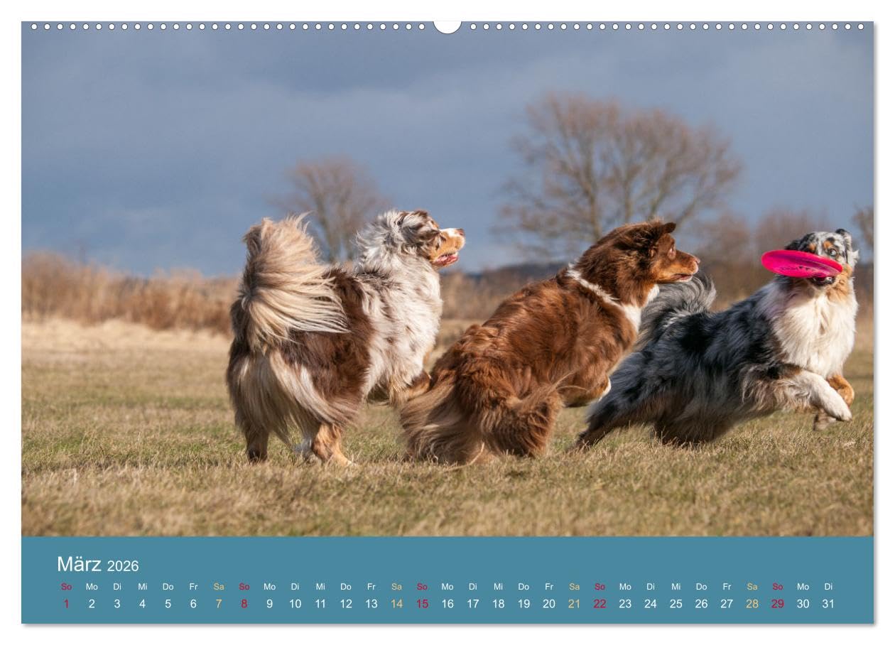 Mit Aussies unterwegs - Die bunte Welt der Australian Shepherds (Wandkalender 2026 DIN A2 quer), CALVENDO Monatskalender: Ein Kalender der bunten ... in Action und im Portrait (CALVENDO Tiere)