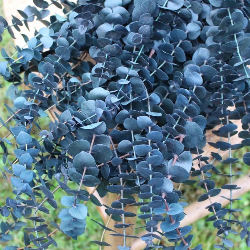 Baby Blue Eucalyptus Live Plant in 2.5-Inch Pot Fragrant Silver-Blue Eucalyptus for Indoor or Outdoor Growing Well-Rooted Starter Plant