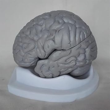 Brain Anatomy Model - Human Brain Anatomy Model Teaching Human Specimen Model Human Body Model Life Size Disassembled Human Brain Model - Structural Anatomy Medical Teaching Learning Tool
