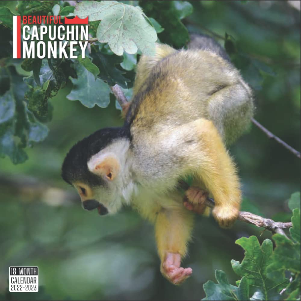 Buy Beautiful Capuchin Monkey 2022 2023: Official Beautiful Capuchin