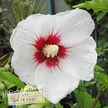 Amazon.co.jp: ムクゲ 【宗旦】 ポット苗 : DIY・工具・ガーデン