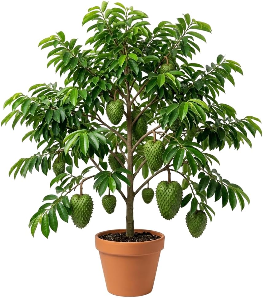 Sweet Soursop Tree Guanabana Annona Muricata Plant Tropical Fruit Tree 6-10 Inch Tall