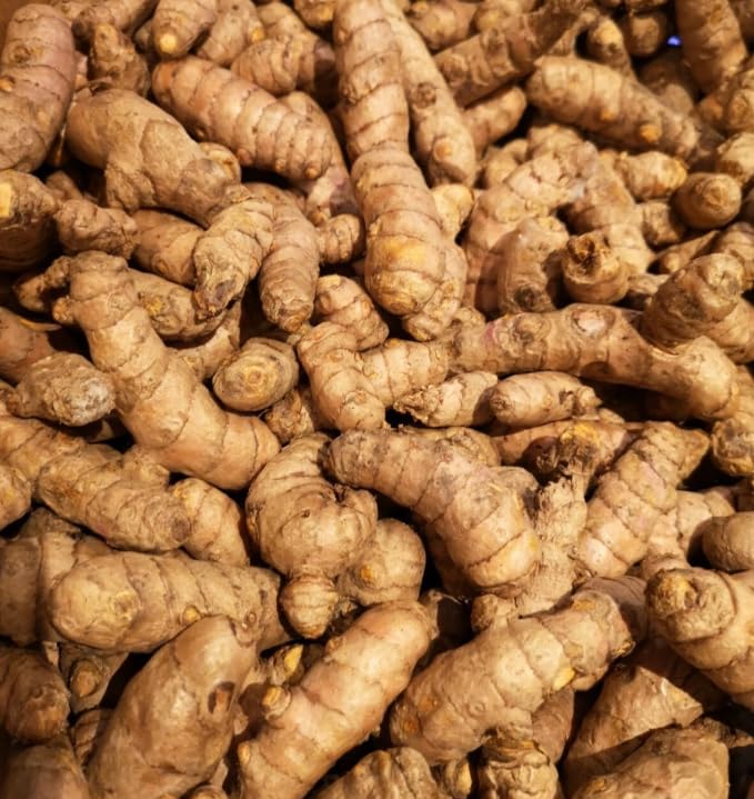 8 Fresh Turmeric Roots for Planting, Golden Orange Turmeric Ginger Whole, Perennial Herb - Image 3