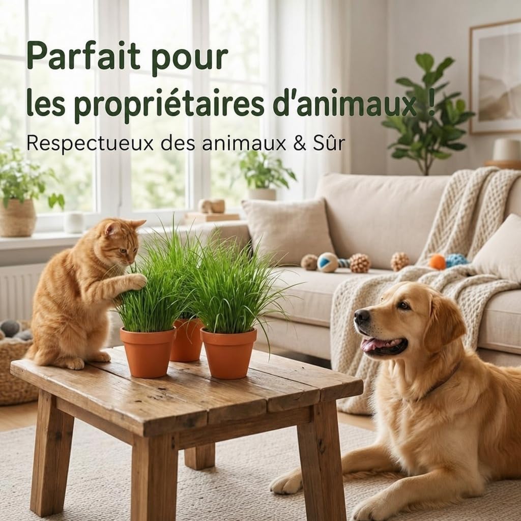 Lot de 7 plantes “Herbe à chat”, +/- 20–30 cm, ø 10–15 cm pot, 7x Herbe à chat pour la maison et le bureau, non toxique & sans danger pour les animaux, qualité du professionnel des plantes