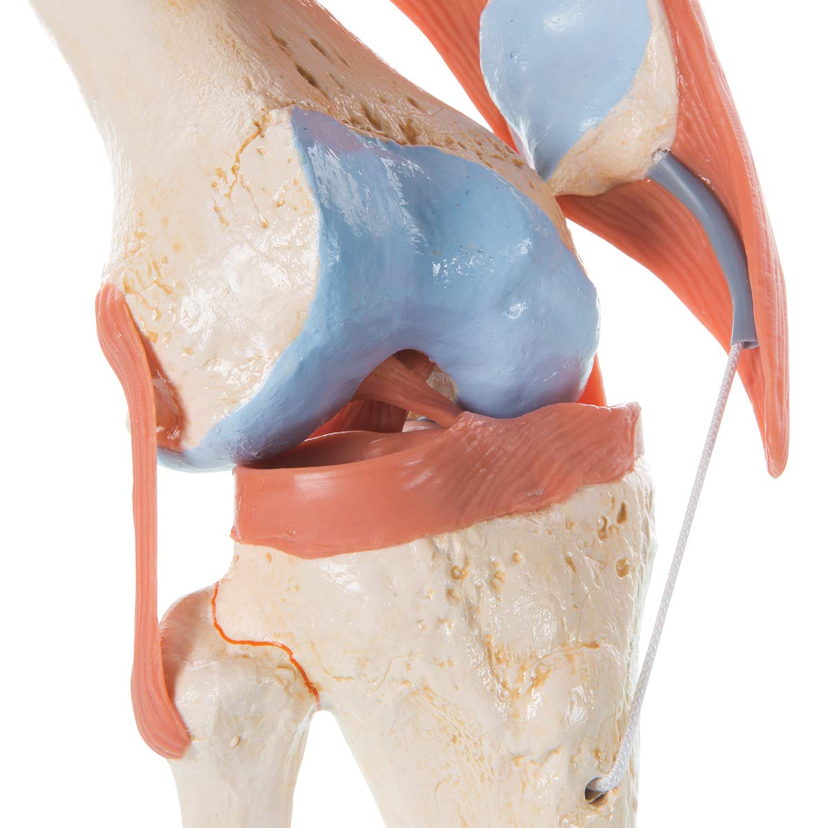 3B Scientific A82/1 Modello Funzionale di Lusso dell'Articolazione del Ginocchio + software gratuito di anatomia - 3B Smart Anatomy