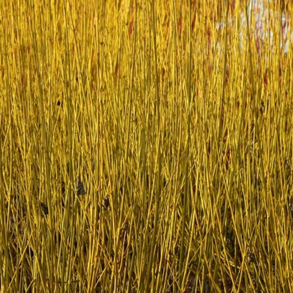 Cornejo 'Flaviramea' - Cornus sericea 'Flaviramea' -