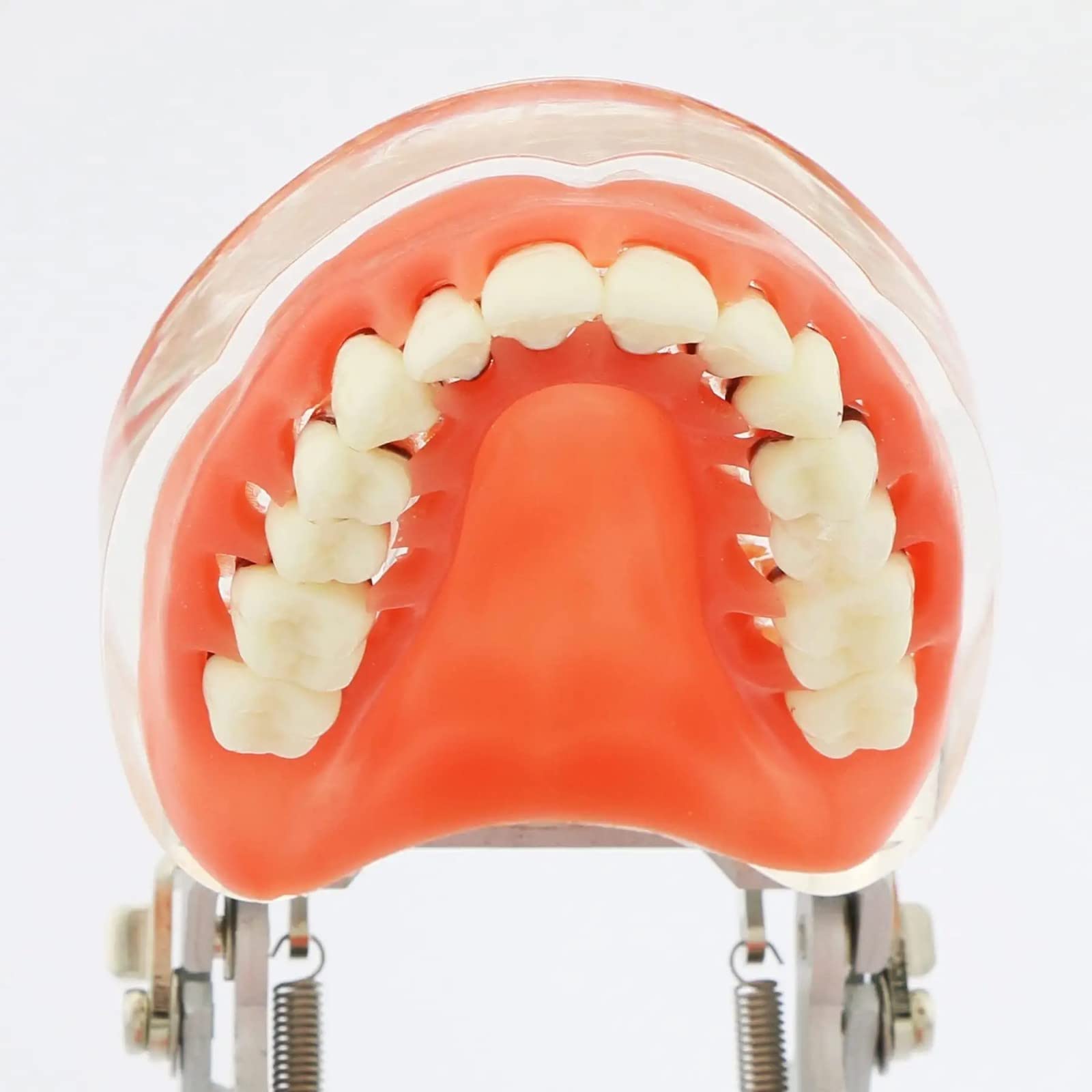 Modello Denti per Malattia Parodontale per Studio Odontoiatrico, Typodont con Gomme Morbide per Insegnamento e Formazione in Odontoiatria, Strumento Educativo Anatomico