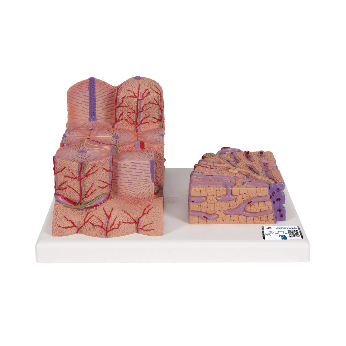 3B Scientific Menschliche Anatomie - 3B MICROanatomy™ Leber + kostenlose Anatomie App - 3B Smart Anatomy