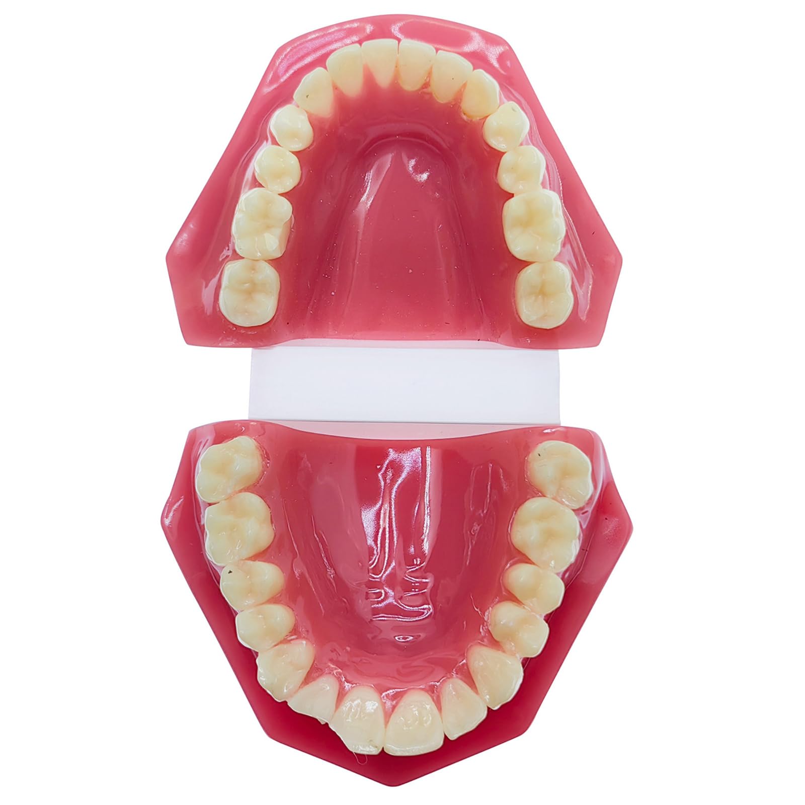 Modello di Denti Tipodonti - Modello Ortodontico - per La Didattica E Lo Studio della Facoltà di Odontoiatria, Rosso, 6 Cm (Rosso 6 Cm),Red-6cm