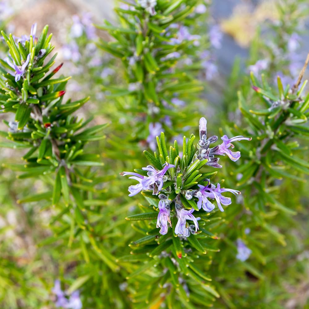 Amazon.co.jp: ITANSE ローズマリー ポイントデューラー 7号 1個