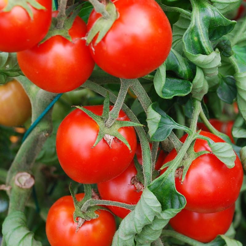 Plant World Seeds - Tomato Maskotka Seeds (Tomato Seeds)