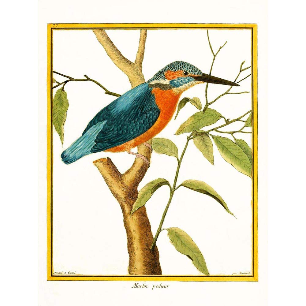Wee Blue Coo Bird Common Kingfisher Martin Pecheur Art Print Poster Wall Decor 12X16 Inch