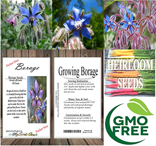 ~Bulk Wholesale~ Borage Seed - Edible Blue Flower - Borago Officinalis Seeds ~ Improve Tomato Taste - Increase Soil Nitro ~ Blue Flower With Honey Taste ~!! (06000 Seeds - 4 Oz) #TOP6
